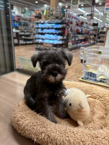 ミニチュアシュナウザー