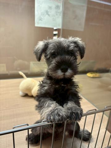 ミニチュアシュナウザー