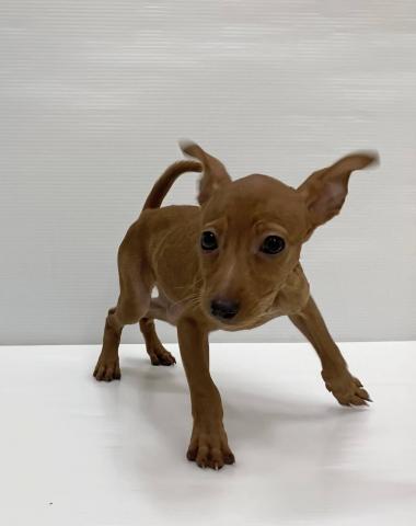 和歌山県のミニチュアピンシャー (ペットアミ 岩出店/2025年8月22日生まれ/女の子/レッド)の子犬の1枚目の画像