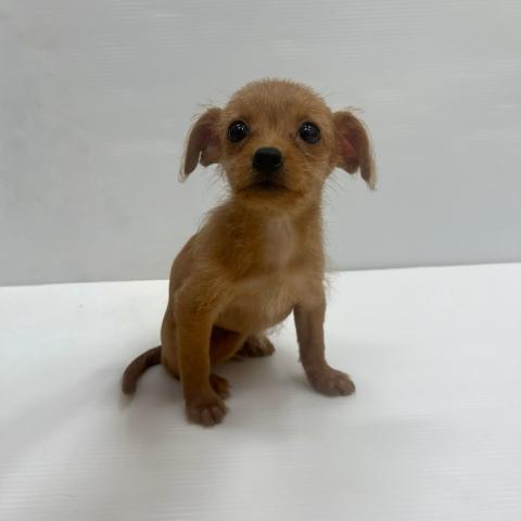和歌山県のチワプー/プーチー(チワワ×プードル) (ペットアミ 岩出店/2025年7月25日生まれ/女の子/アプリコット)の子犬の1枚目の画像