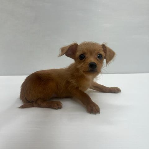 和歌山県のチワプー/プーチー(チワワ×プードル) (ペットアミ 岩出店/2025年7月25日生まれ/女の子/アプリコット)の子犬の3枚目の画像