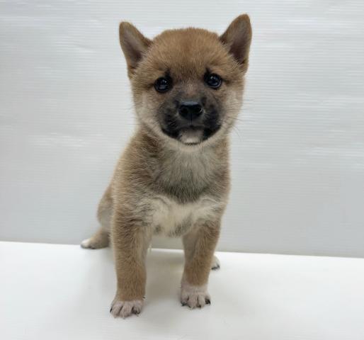 和歌山県の柴犬(標準サイズ) (ペットアミ 岩出店/2025年8月2日生まれ/男の子/赤)の子犬の1枚目の画像