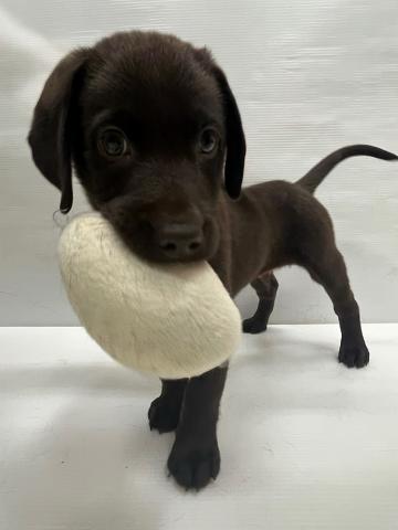 和歌山県のラブラドールレトリーバー (ペットアミ 岩出店/2025年7月26日生まれ/男の子/チョコレート)の子犬の1枚目の画像