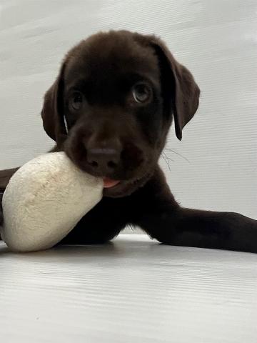 和歌山県のラブラドールレトリーバー (ペットアミ 岩出店/2025年7月26日生まれ/男の子/チョコレート)の子犬の2枚目の画像
