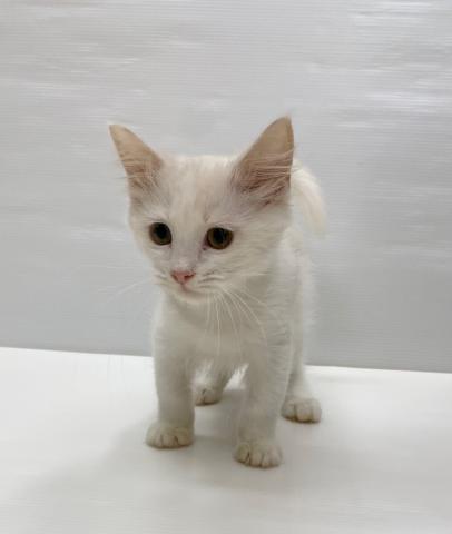 和歌山県のサイベリアン (ペットアミ 岩出店/2025年6月7日生まれ/男の子/ホワイトクリーム)の子猫の1枚目の画像