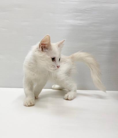 和歌山県のサイベリアン (ペットアミ 岩出店/2025年6月7日生まれ/男の子/ホワイトクリーム)の子猫の2枚目の画像