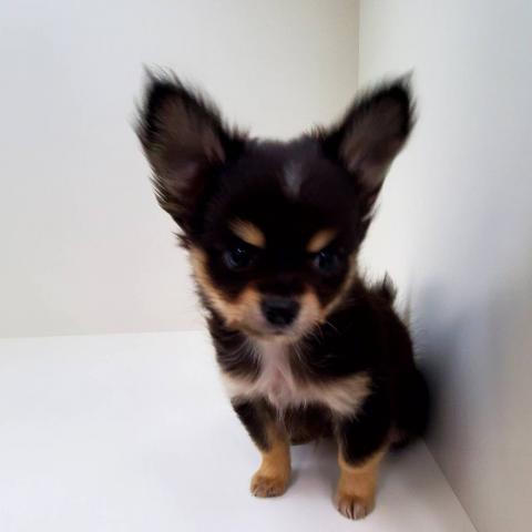 奈良県のチワワ(ロング) (ペットアミ 田原本店/2025年8月30日生まれ/男の子/ブラック)の子犬の1枚目の画像