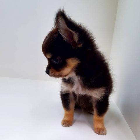 奈良県のチワワ(ロング) (ペットアミ 田原本店/2025年8月30日生まれ/男の子/ブラック)の子犬の3枚目の画像