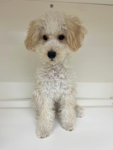 三重県のトイプードル(トイ) (ペットアミ 明和店/2025年5月29日生まれ/男の子/アプリコット)の子犬