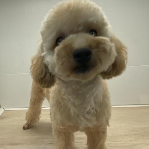 石川県のトイプードル(トイ) (ペットアミ 津幡店/2025年2月21日生まれ/男の子/レッド)の子犬