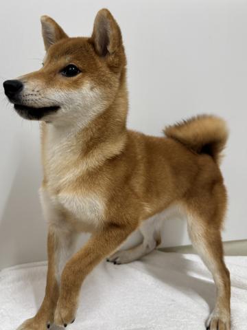 新潟県の柴犬(標準サイズ) (ペットアミ 加茂店/2025年5月28日生まれ/男の子/赤)の子犬の2枚目の画像