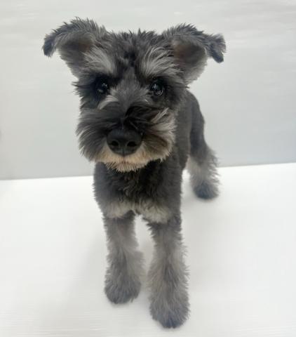 ミニチュアシュナウザー