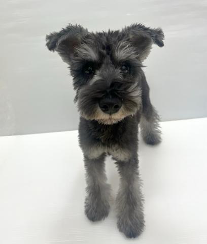 ミニチュアシュナウザー