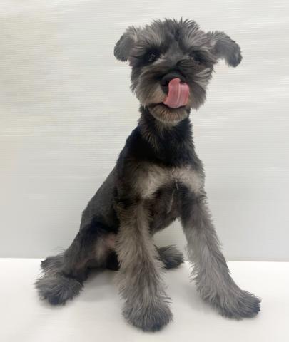 ミニチュアシュナウザー