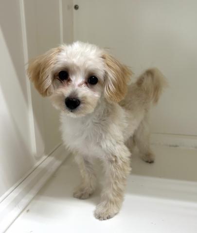 新潟県のマルプー(マルチーズ×プードル) (ペットアミ 長岡店/2025年6月7日生まれ/男の子/クリームホワイト)の子犬の2枚目の画像