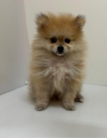 新潟県のポメラニアン (ペットアミ 長岡店/2025年6月28日生まれ/男の子/オレンジ)の子犬の2枚目の画像