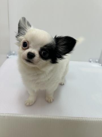 チワワ（ロングコート）