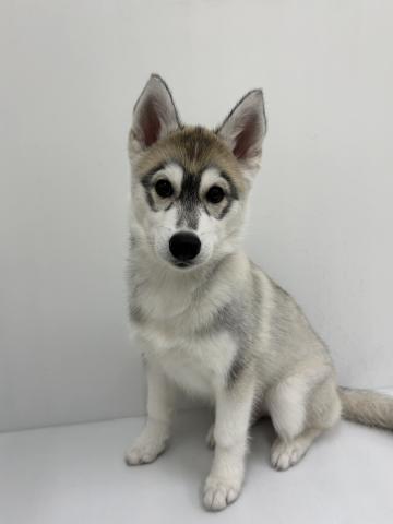 シベリアンハスキー