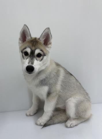 シベリアンハスキー