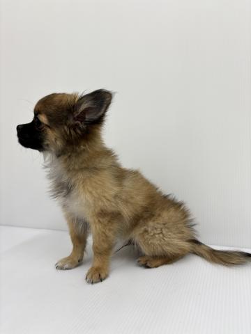 MIXチワワ×パグ×ポメラニアン