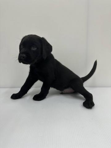 ラブラドールレトリーバー