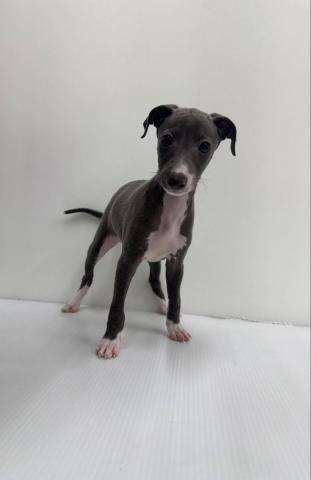 イタリアングレーハウンド