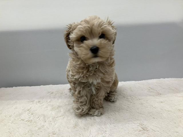 マルチーズ×トイプードル