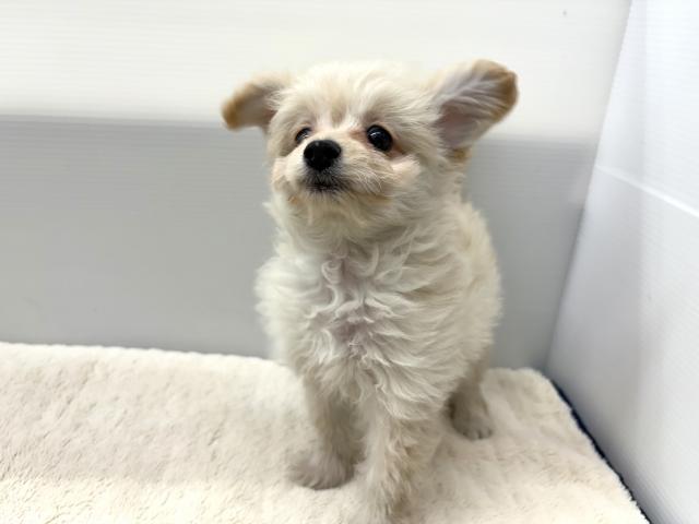 新潟県のポメプー(ポメラニアン×プードル) (ペットアミ 新潟西店/2025年8月23日生まれ/男の子/その他色)の子犬の3枚目の画像