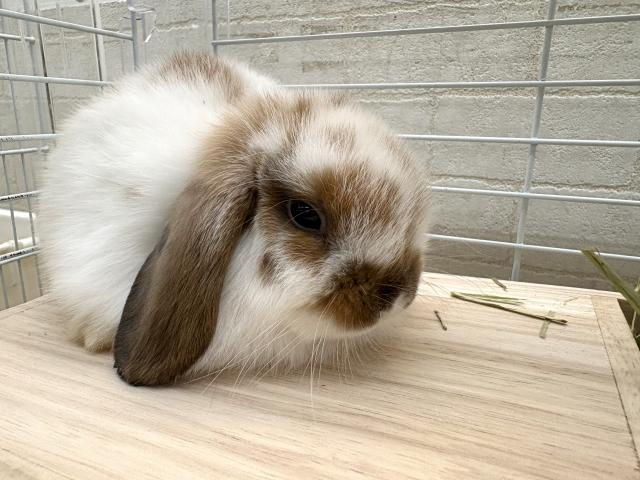 ホーランドロップ