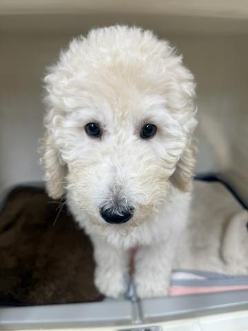三重県のスタンダードプードル (ペットアミ 松阪店/2025年8月17日生まれ/女の子/クリーム)の子犬