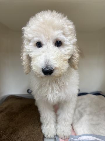 三重県のスタンダードプードル (ペットアミ 松阪店/2025年8月17日生まれ/女の子/クリーム)の子犬の2枚目の画像