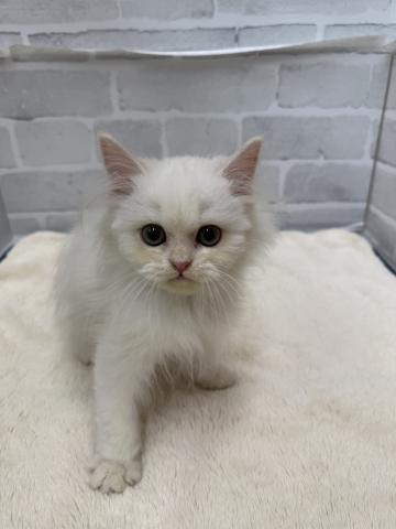 三重県のMIX（雑種） (ペットアミ 松阪店/2025年8月26日生まれ/男の子/カメオタビー)の子犬