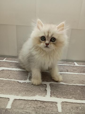 福島県のペルシャ (ペットアミ 安達店/2025年5月17日生まれ/女の子/チンチラシンバー)の子猫の1枚目の画像