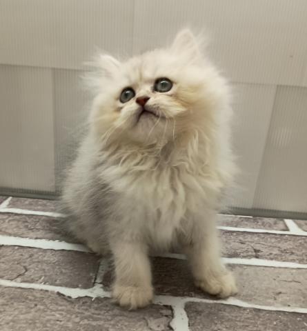 福島県のペルシャ (ペットアミ 安達店/2025年5月17日生まれ/女の子/チンチラシンバー)の子猫の2枚目の画像