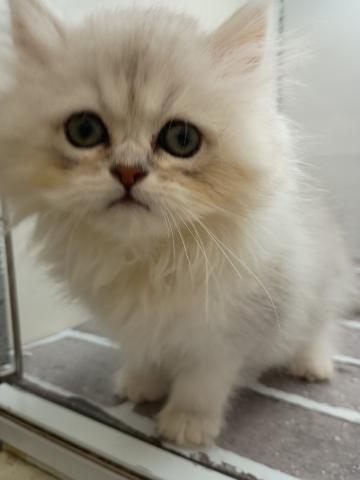 福島県のペルシャ (ペットアミ 安達店/2025年5月17日生まれ/女の子/チンチラシンバー)の子猫の3枚目の画像