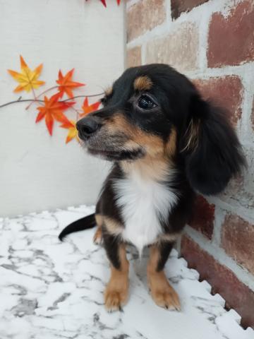 秋田県のハーフ犬・ミックス犬 (ペットアミ 能代東インター店/2025年4月11日生まれ/男の子/ブラックタンホワイト)の子犬の2枚目の画像