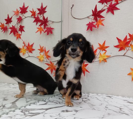 秋田県のハーフ犬・ミックス犬 (ペットアミ 能代東インター店/2025年4月11日生まれ/男の子/ブラックタンホワイト)の子犬の3枚目の画像