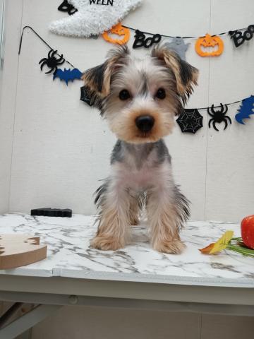 秋田県のヨークシャーテリア (ペットアミ 能代東インター店/2025年7月6日生まれ/男の子/スチールブルータン)の子犬