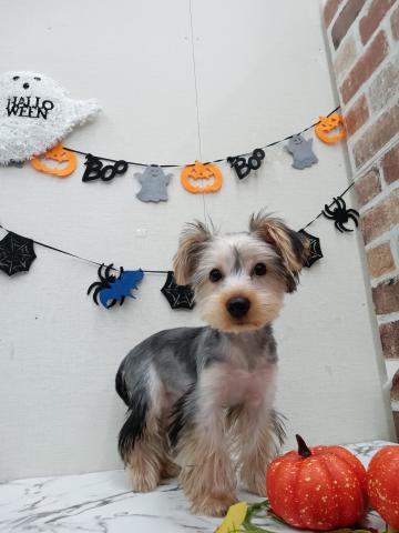 秋田県のヨークシャーテリア (ペットアミ 能代東インター店/2025年7月6日生まれ/男の子/スチールブルータン)の子犬の2枚目の画像