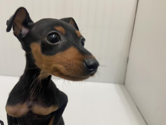 岩手県のミニチュアピンシャー (ペットアミ 北上店/2025年8月27日生まれ/男の子/ブラックタン)の子犬の3枚目の画像
