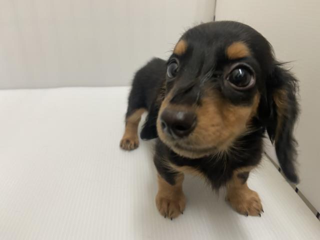 岩手県のミニチュアダックスフンド(ロング) (ペットアミ 北上店/2025年8月29日生まれ/女の子/ブラックタン)の子犬の1枚目の画像