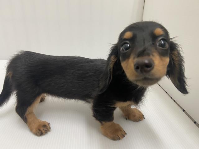 岩手県のミニチュアダックスフンド(ロング) (ペットアミ 北上店/2025年8月29日生まれ/女の子/ブラックタン)の子犬の2枚目の画像