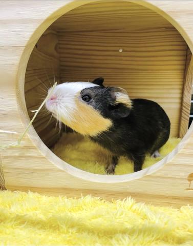 ショートヘアーモルモット