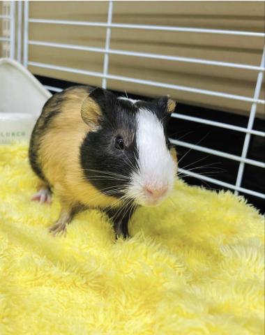 ショートヘアーモルモット