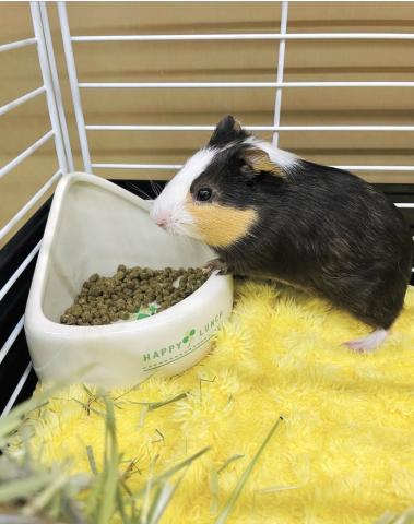 ショートヘアーモルモット