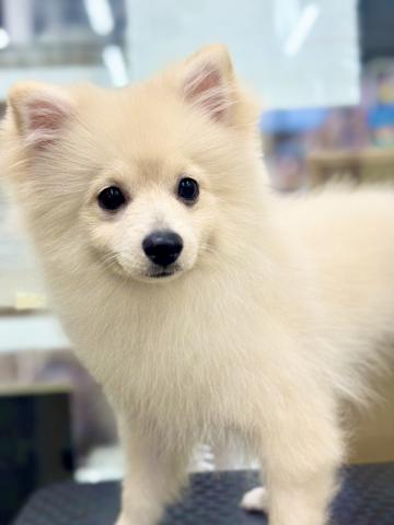 新潟県のポメラニアン (ペットアミ 柏崎店/2025年6月15日生まれ/女の子/クリーム)の子犬の3枚目の画像