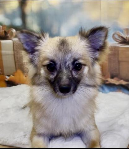 新潟県のペキポメ/ポメペキ(ペキニーズ×ポメラニアン) (ペットアミ 十日町店/2025年2月8日生まれ/女の子/オレンジ)の子犬