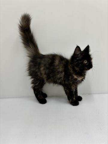 和歌山県のメインクーン (ペットアミ 紀の川店/2025年7月30日生まれ/女の子/トーティーシェル)の子猫の2枚目の画像