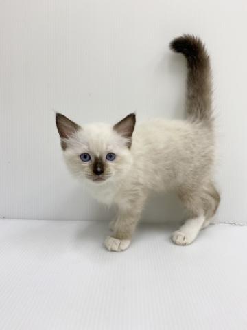 和歌山県のラグドール (ペットアミ 紀の川店/2025年8月2日生まれ/男の子/シールポイントミテッド)の子猫の2枚目の画像