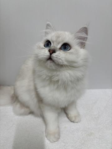 新潟県のエキゾチックロングヘアー (ペットアミ 加茂店/2025年5月20日生まれ/男の子/シルバーポイント)の子猫の1枚目の画像